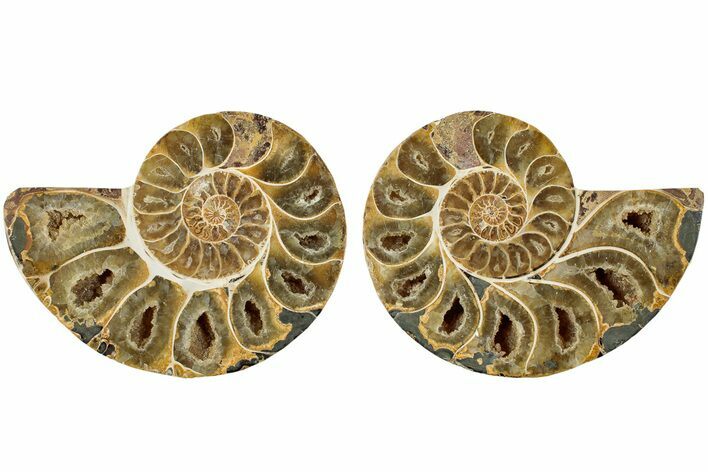 Jurassic Cut & Polished Ammonite Fossil - Madagascar #229243